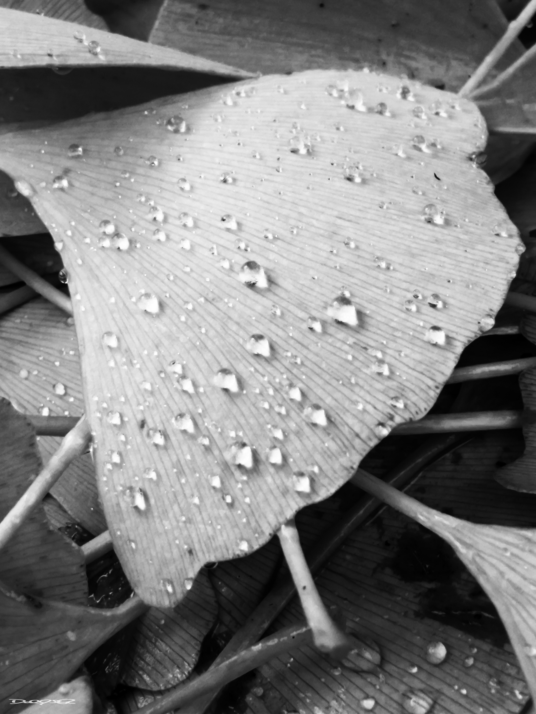 A ginkgo leaf is covered with droplets of water, surrounded by other leaves.