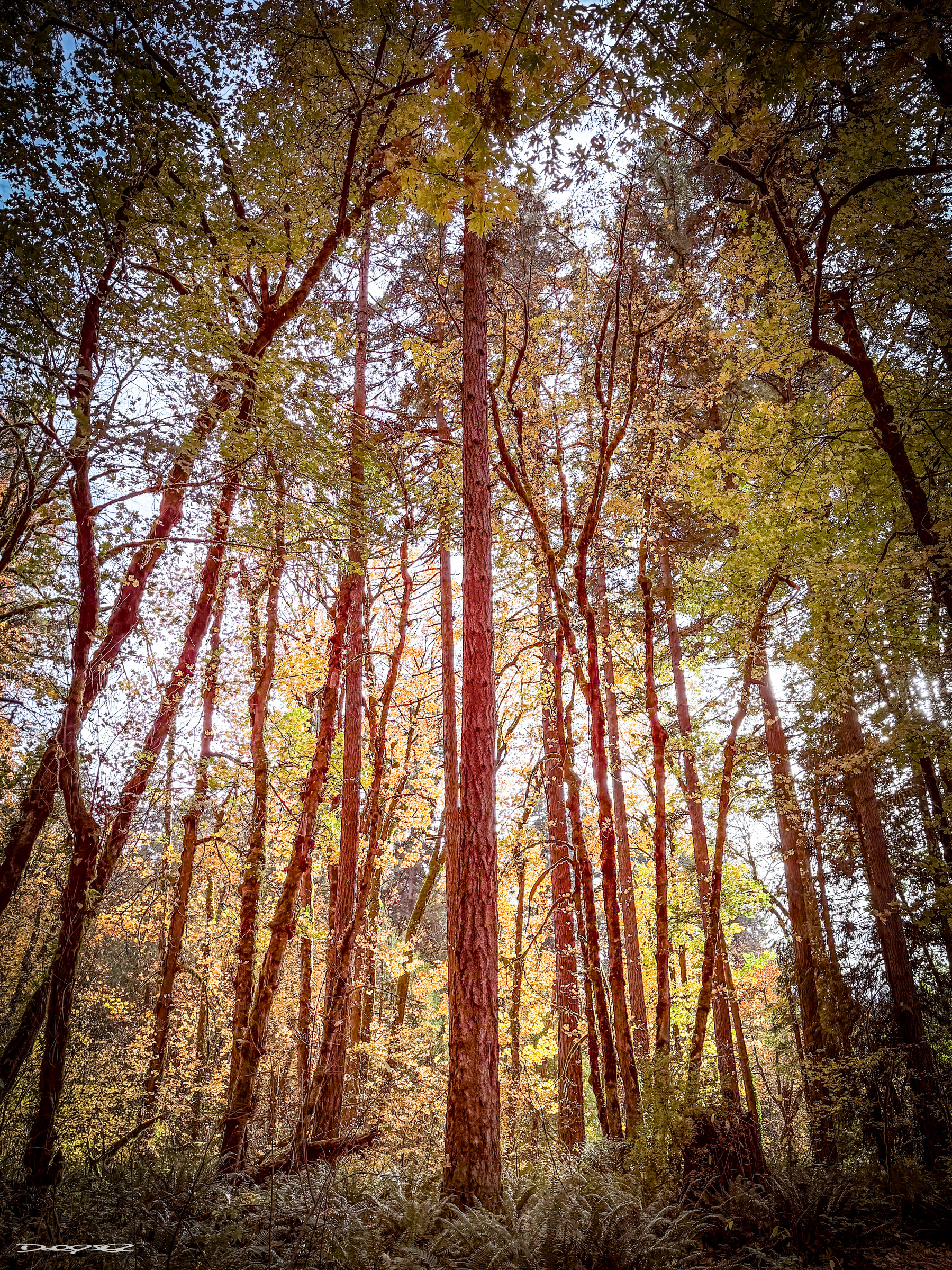 Tall trees with slender trunks and autumn-colored leaves stretch upward in a forest setting, with a few ferns on the ground.