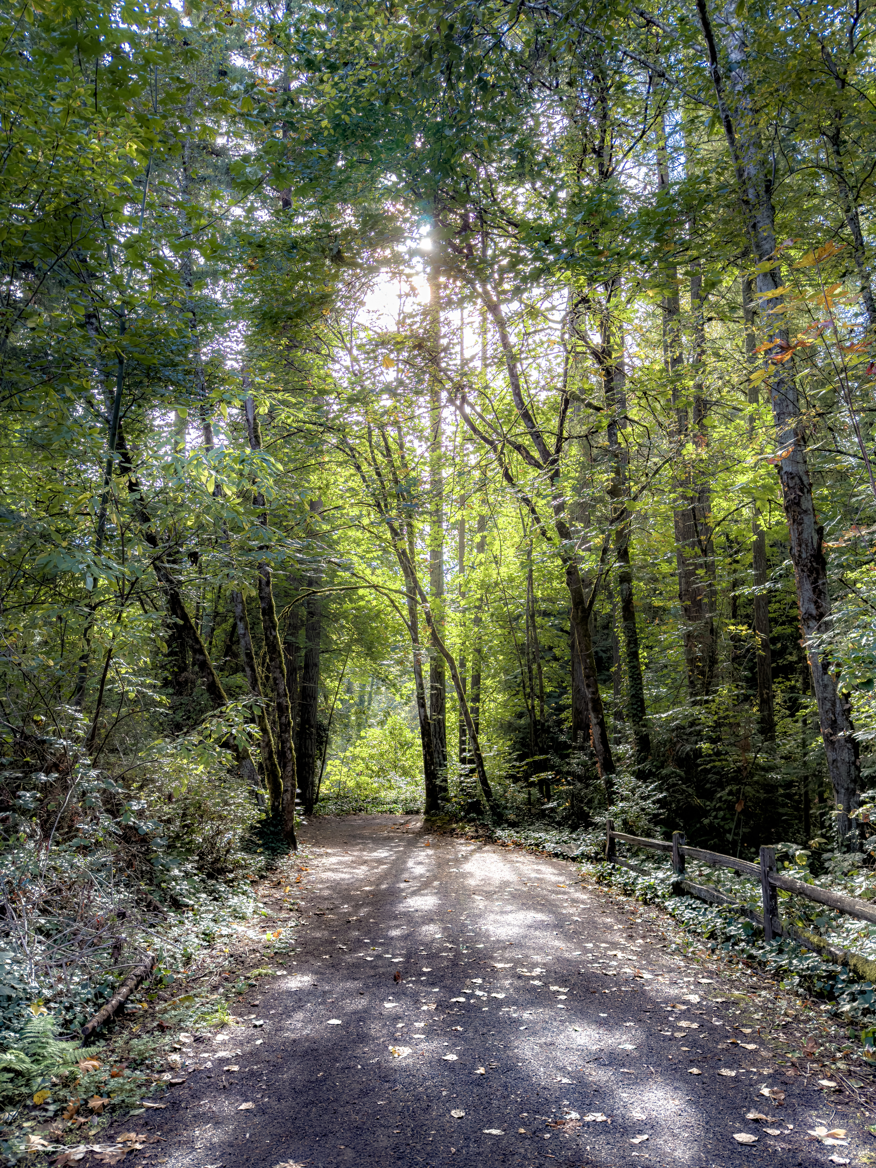 A sunlit forest path is surrounded by tall, lush trees with a rustic wooden fence running alongside.