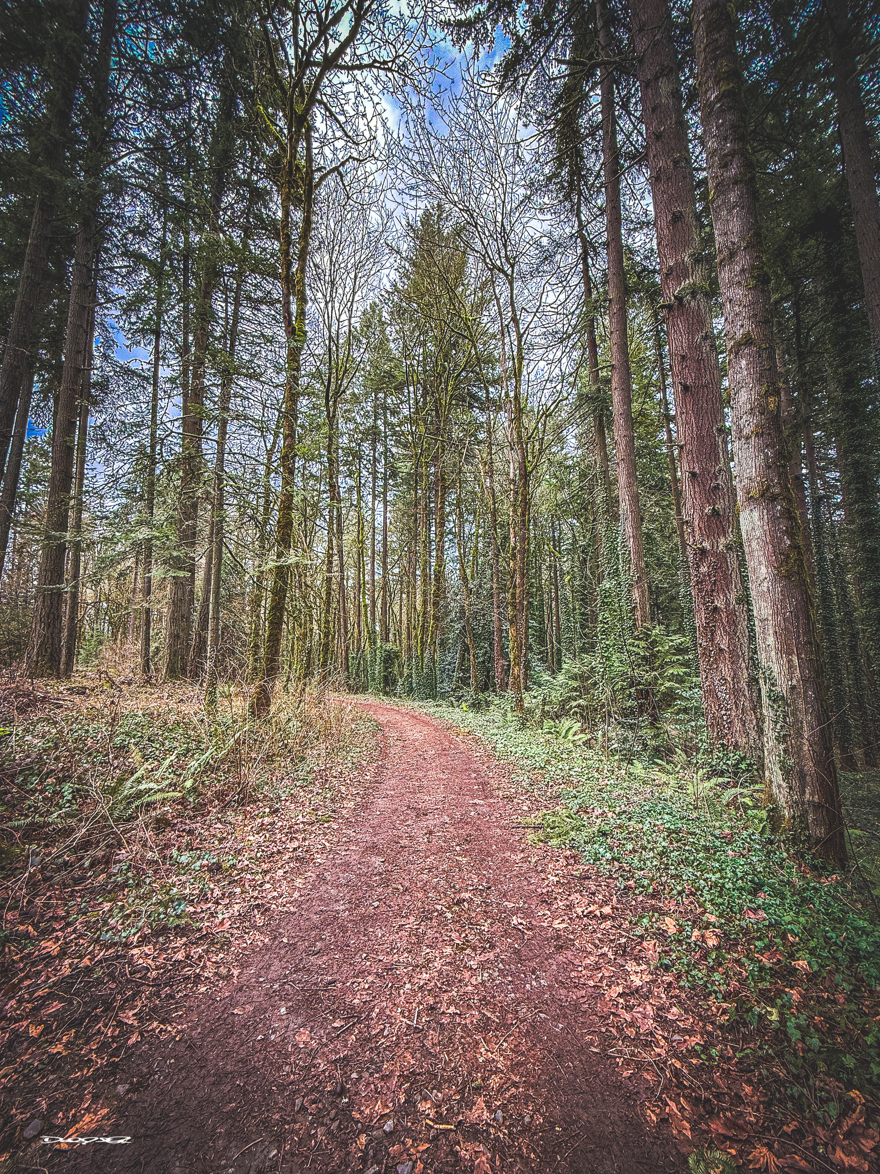 A favorite trail in Tryon Creek State Park. This trail is wide and allows access to State Park vehicles. They are rarely seen however and mostly it’s just a well groomed, walking path with towering Douglas Fir trees on either side.