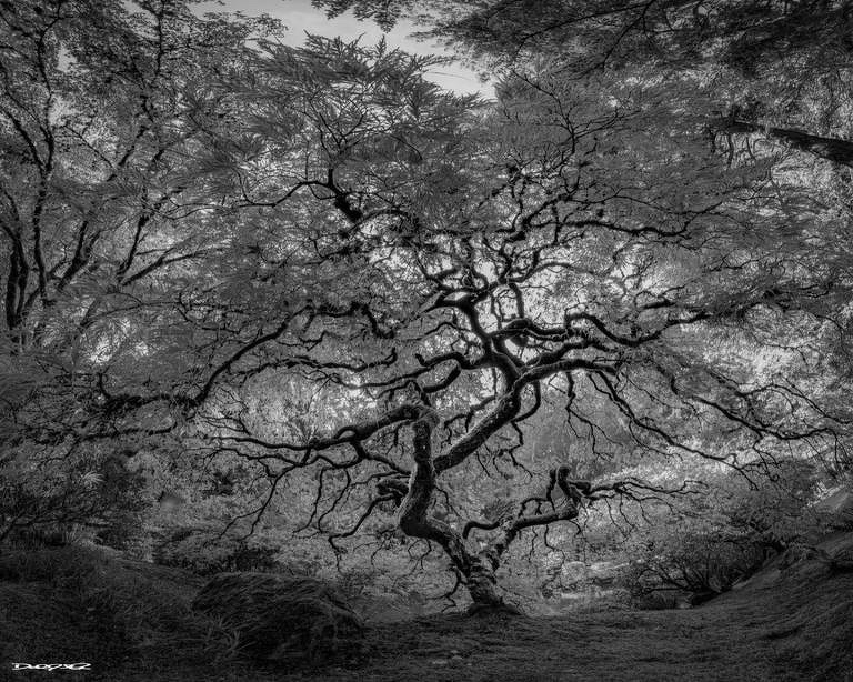 A beautifully intricate tree with twisted branches stands in a forest, captured in a black and white artistic style.