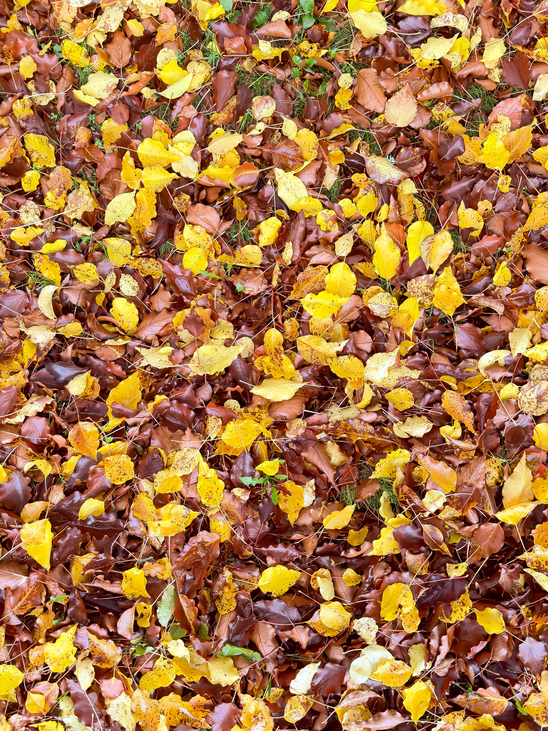 A dense carpet of bright yellow and brown leaves covers the ground.
