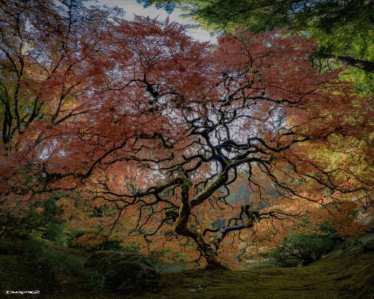A beautifully gnarled tree with reddish-orange leaves stands in a serene, lush garden setting.