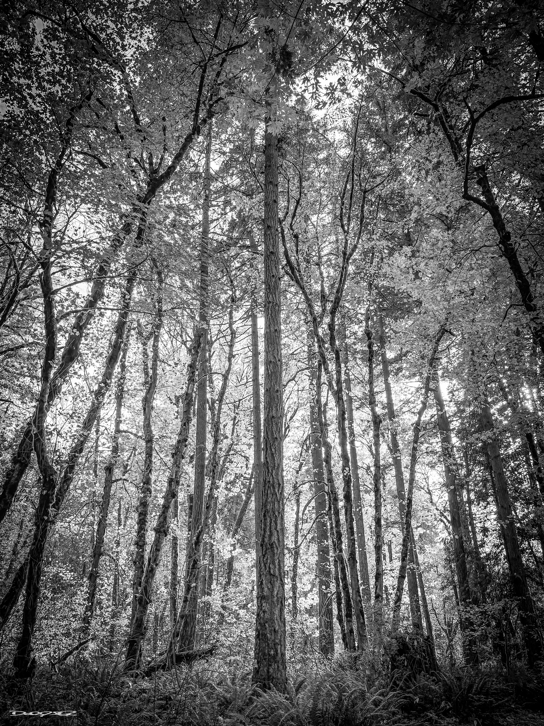A black and white photograph captures a serene forest scene with tall, slender trees and lush foliage.