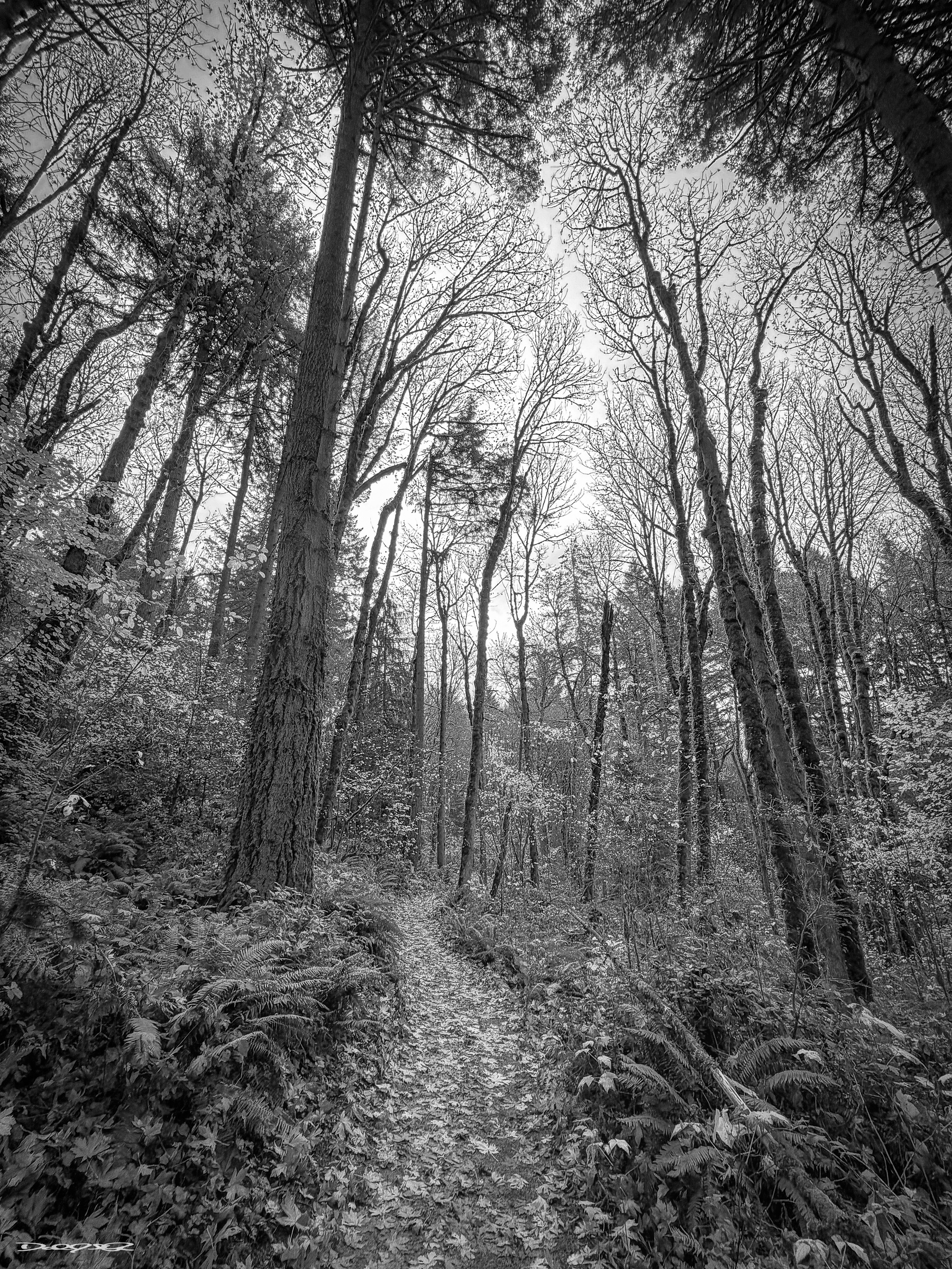 A narrow forest path winds through tall, leafless trees under a cloudy sky.