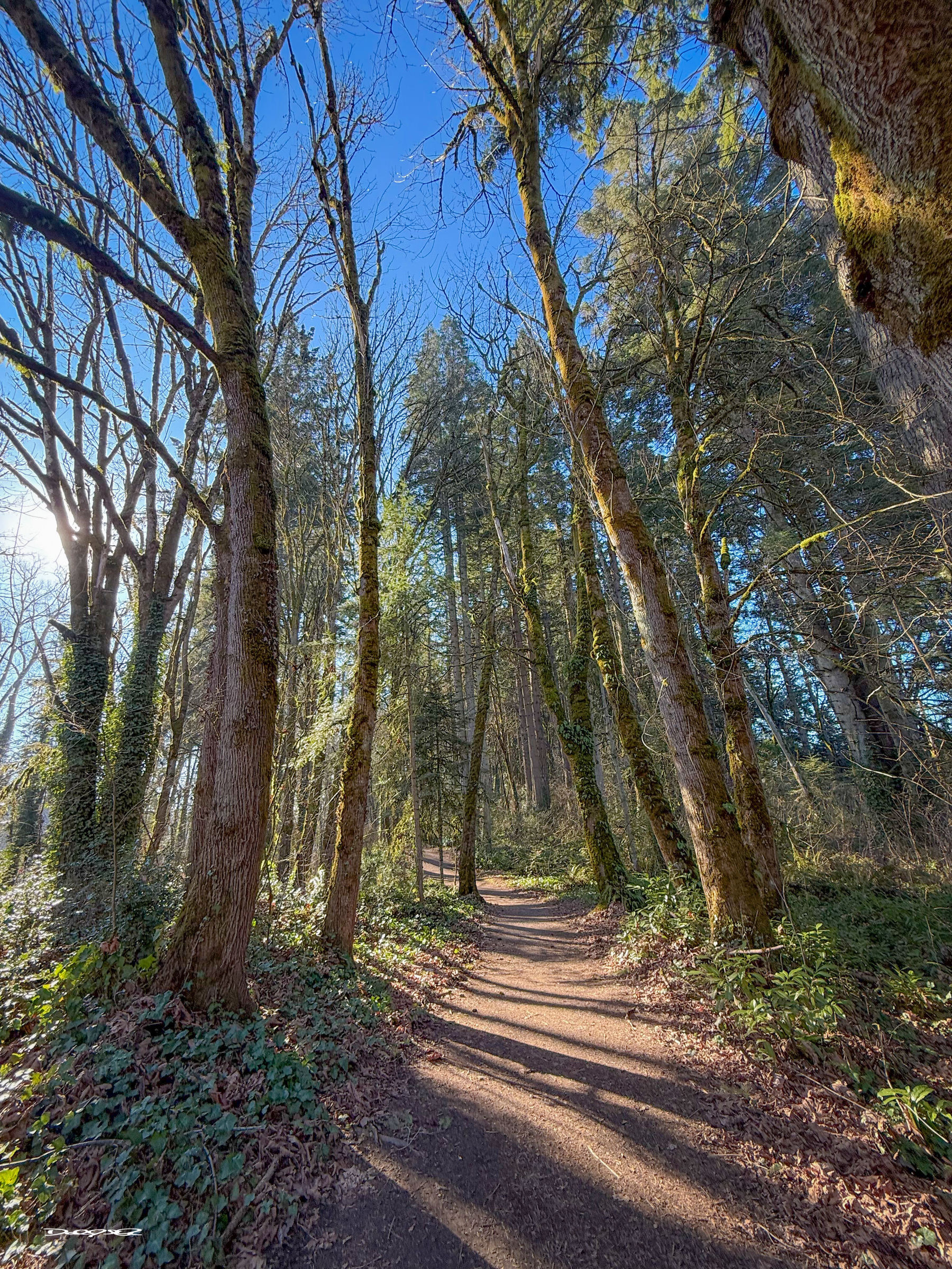 A sunlit forest path is surrounded by tall, leafless trees under a clear blue sky.