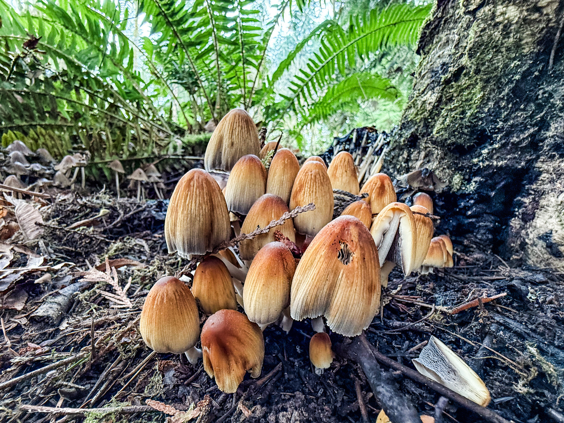 A cluster of mushrooms grows on the forest floor surrounded by ferns and a tree trunk.