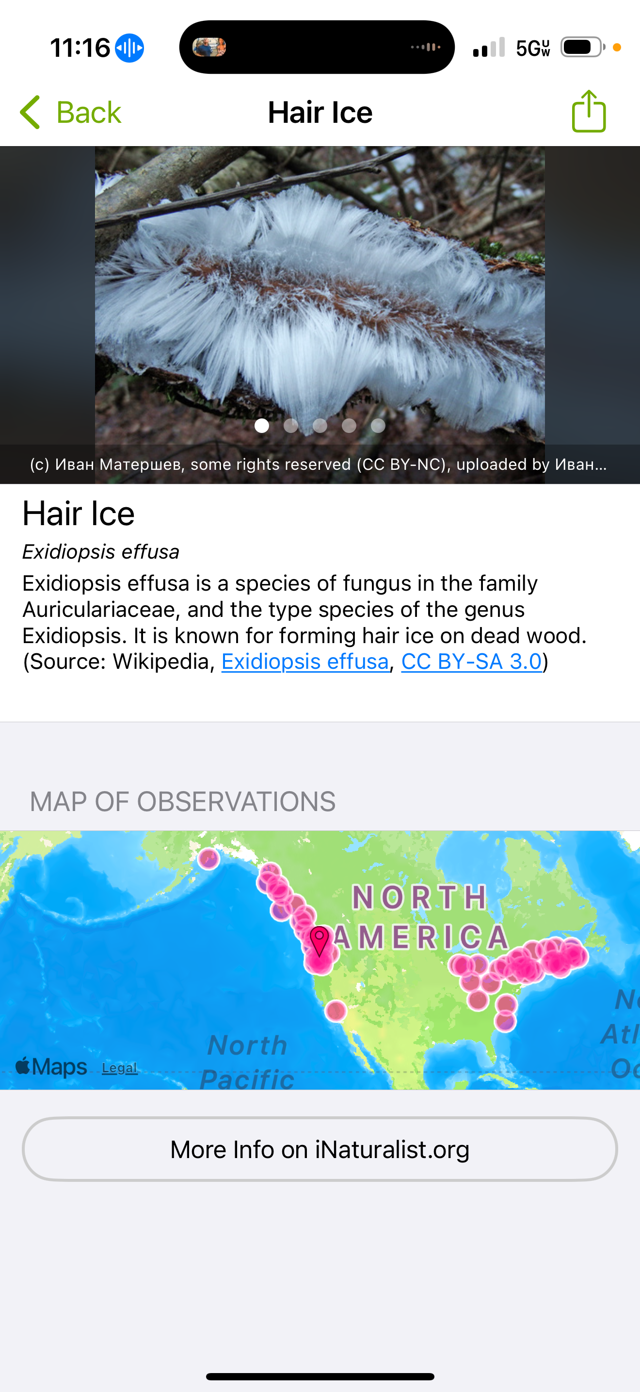 iNaturalist: Hair ice, with its delicate, white, hair-like structures, is shown on a branch, alongside a map highlighting its observations in various regions.