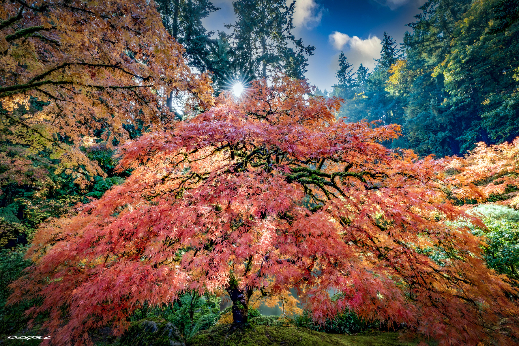 A stunning landscape features a vibrant Japanese maple tree with fiery red leaves, set against a forested backdrop and a bright sun peeking through the branches.