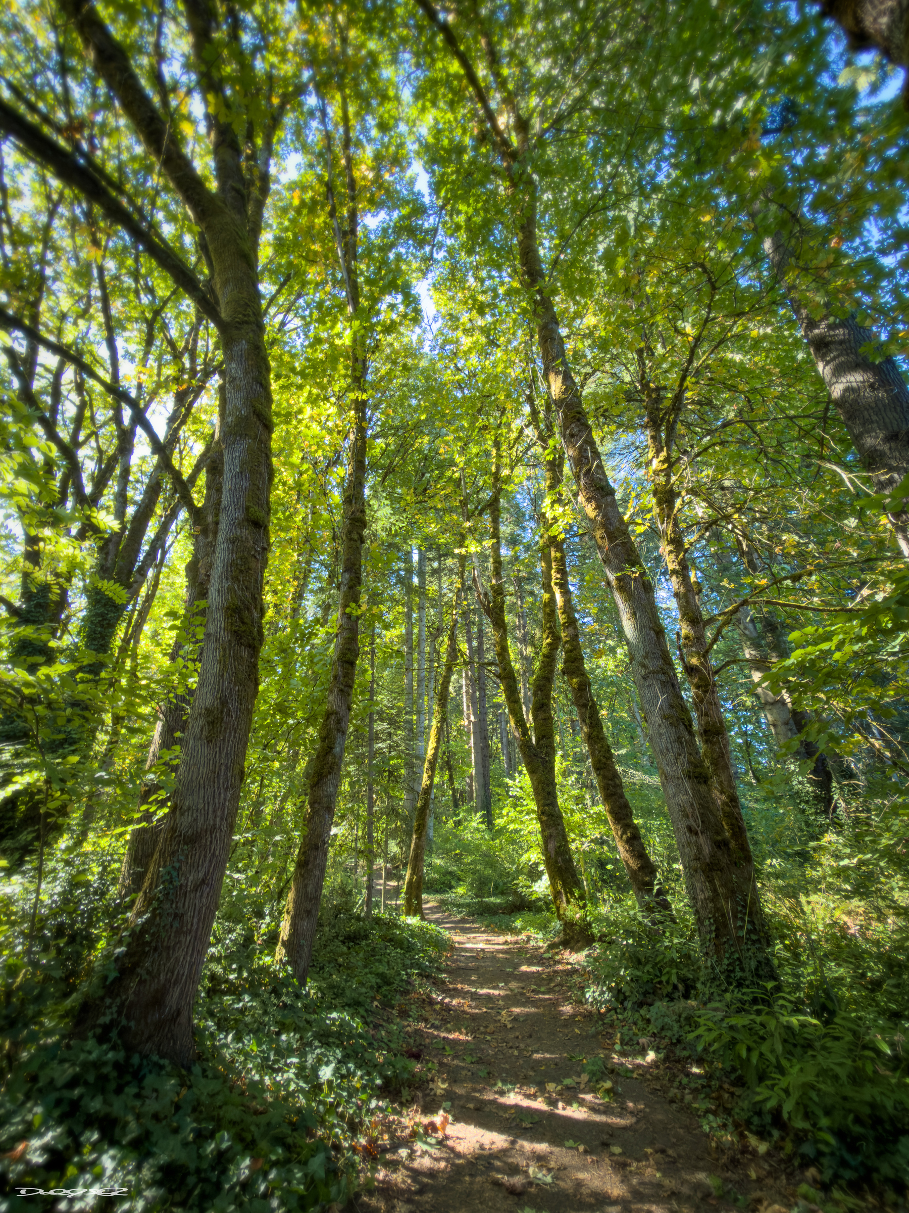 A sunlit forest path is surrounded by tall, lush green trees.