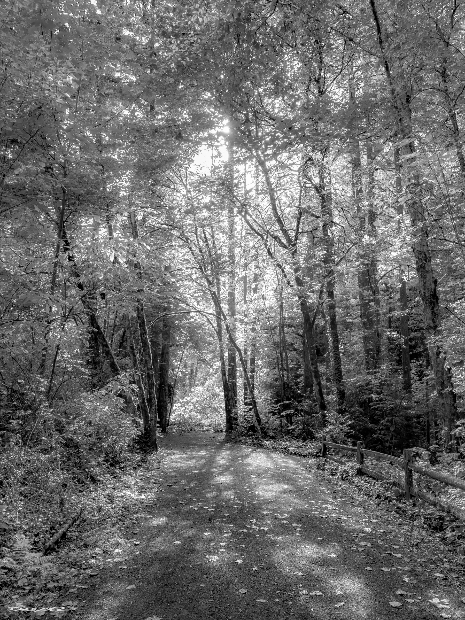 A serene forest pathway is flanked by tall trees with sunlight filtering through the leaves, casting dappled shadows on the ground.