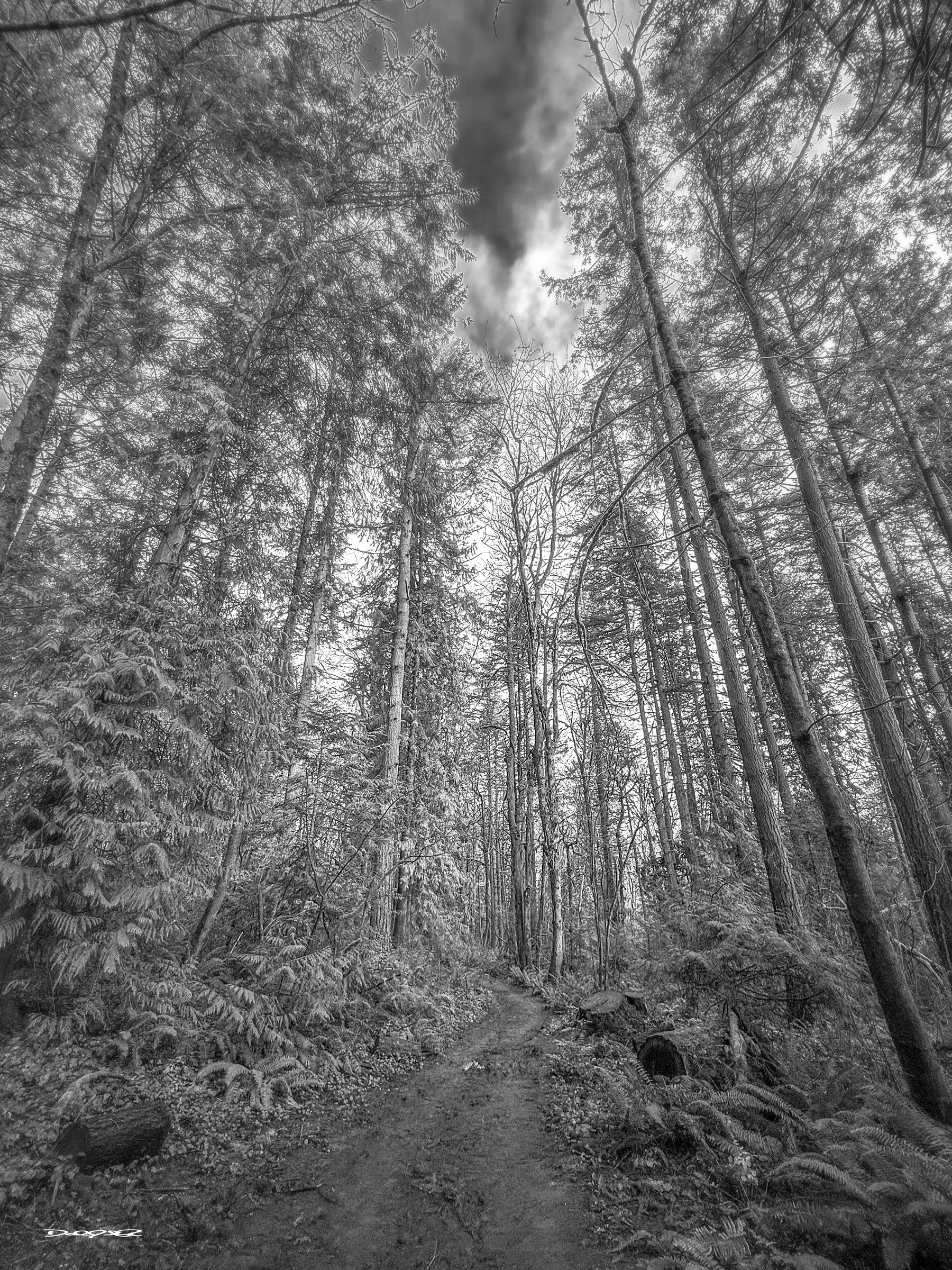 B&W Version: A narrow dirt path winds through a dense forest with tall trees and a glimpse of blue sky above.