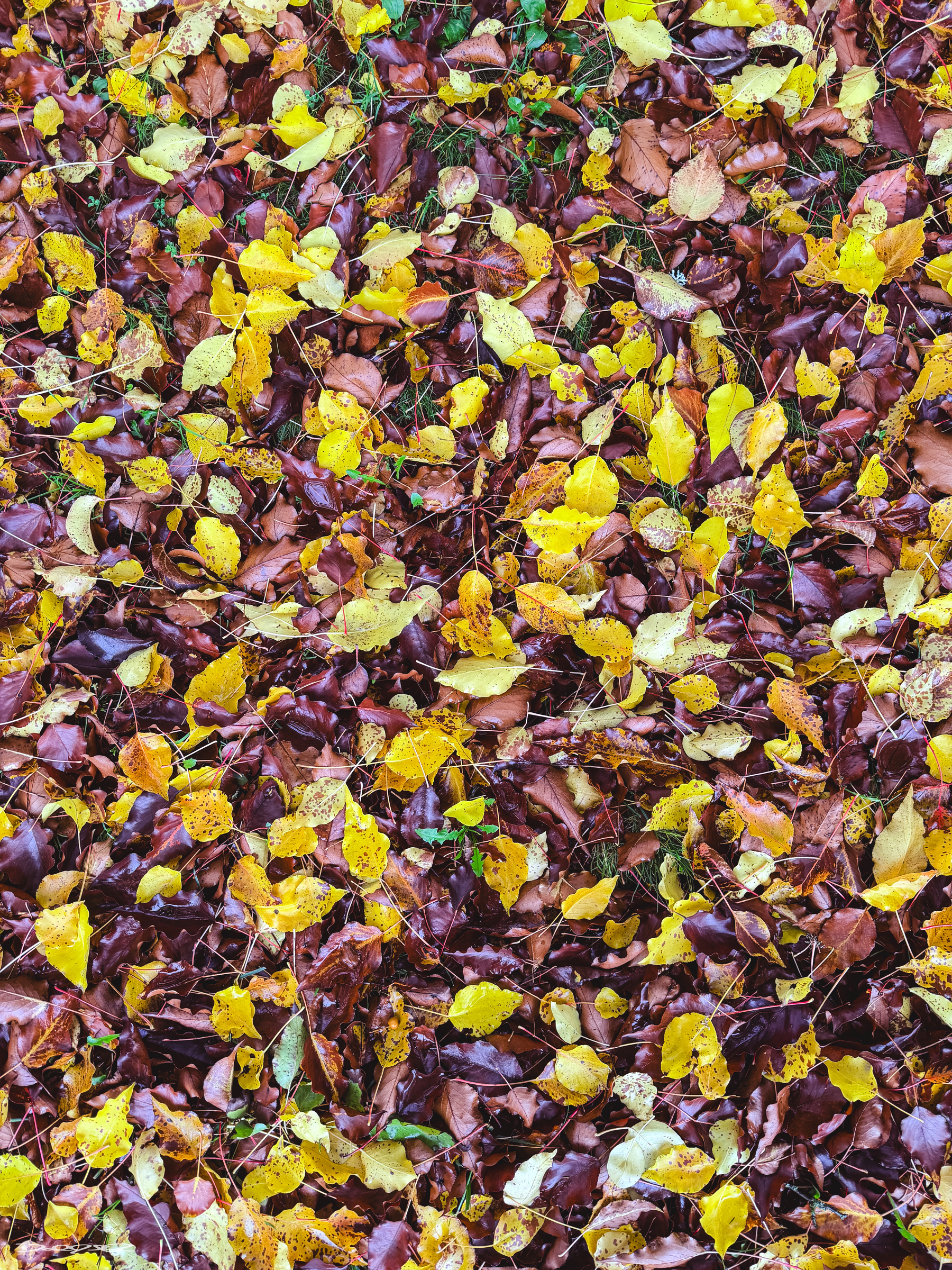 A colorful carpet of fallen autumn leaves in shades of yellow and brown covers the ground.