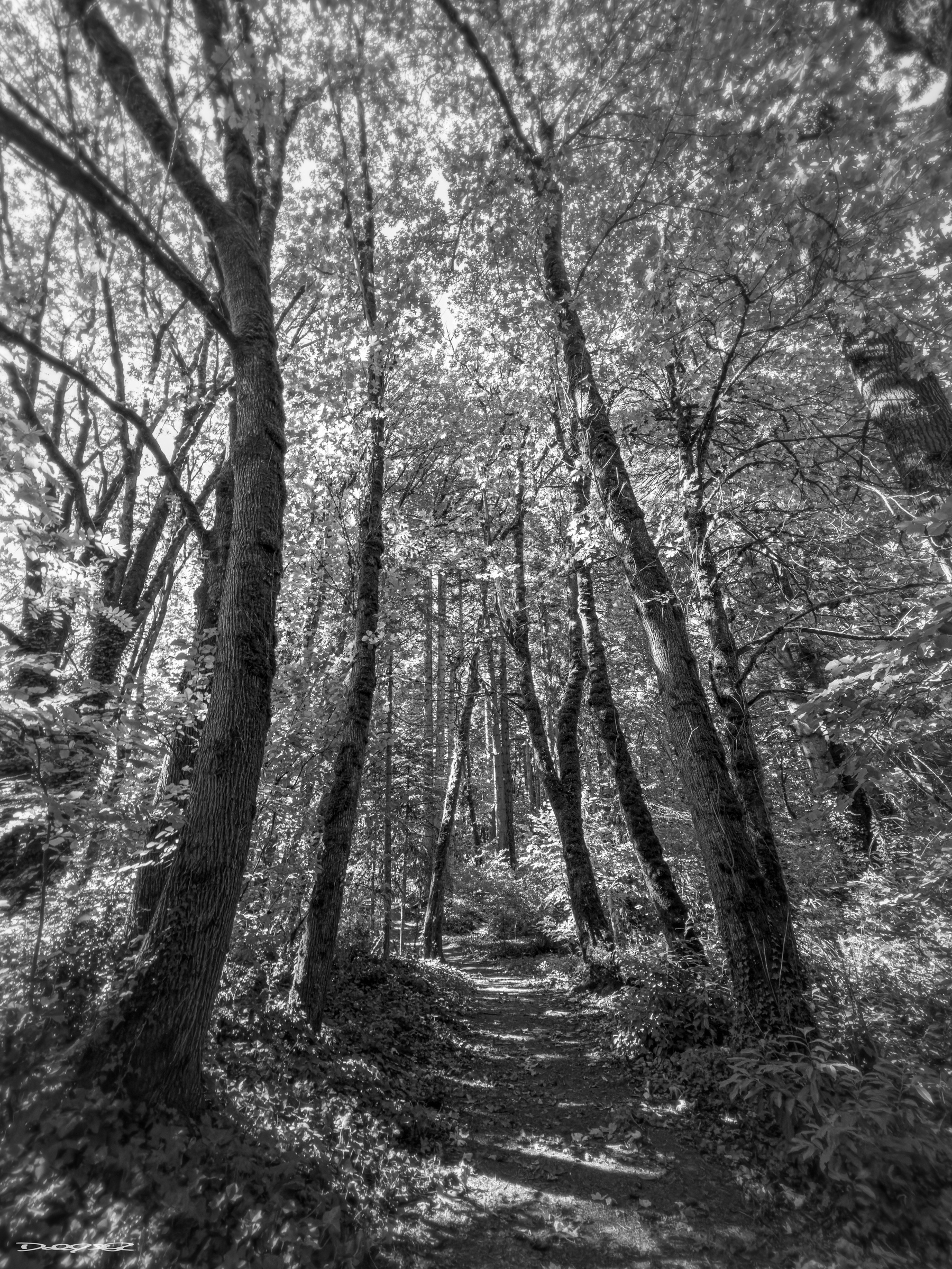 A sunlit forest path is surrounded by tall, arching trees with dappled sunlight filtering through the leaves in a monolith photo.