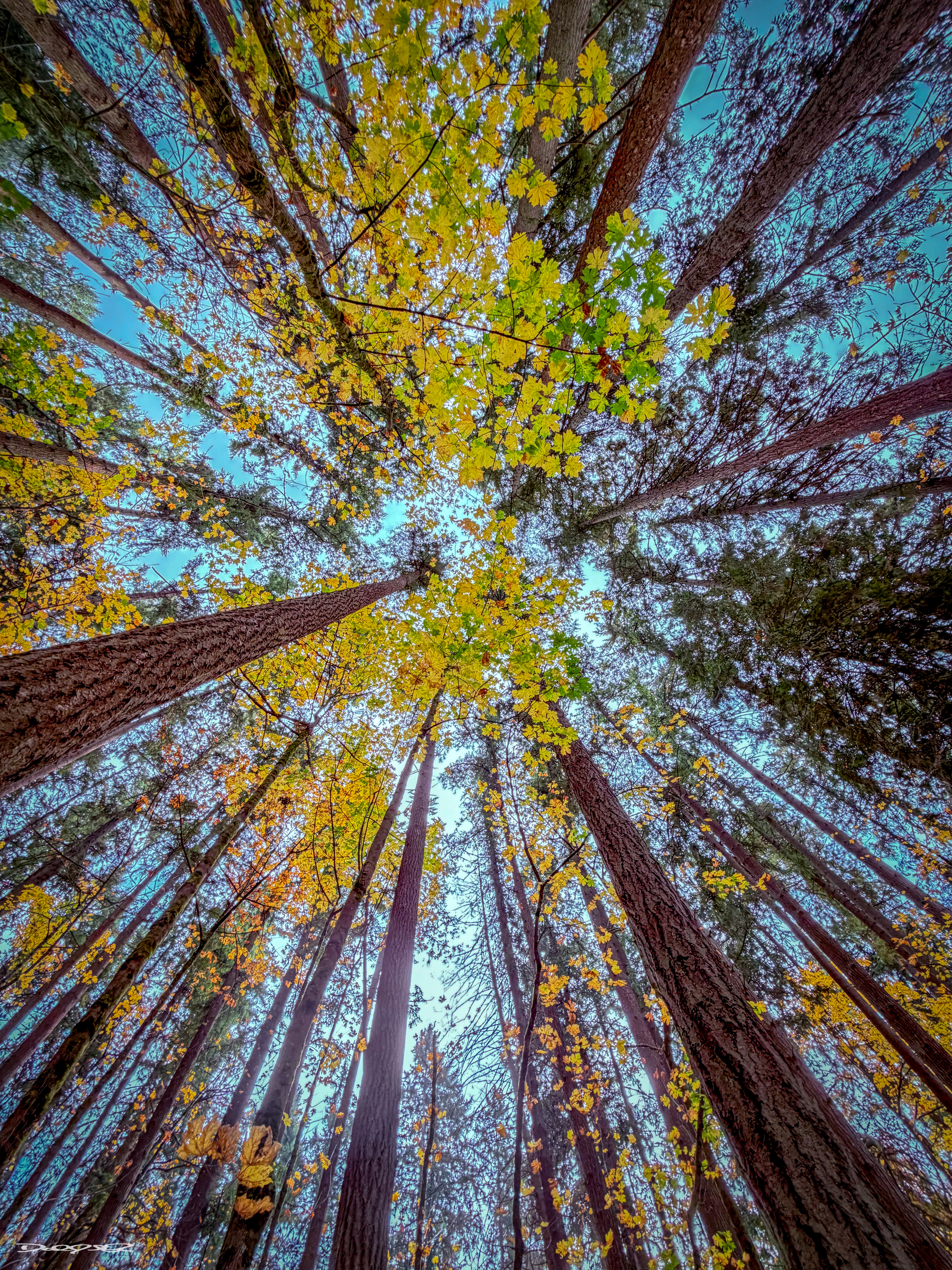 Tall trees with colorful leaves stretch towards a clear blue sky, creating a vibrant upward view.