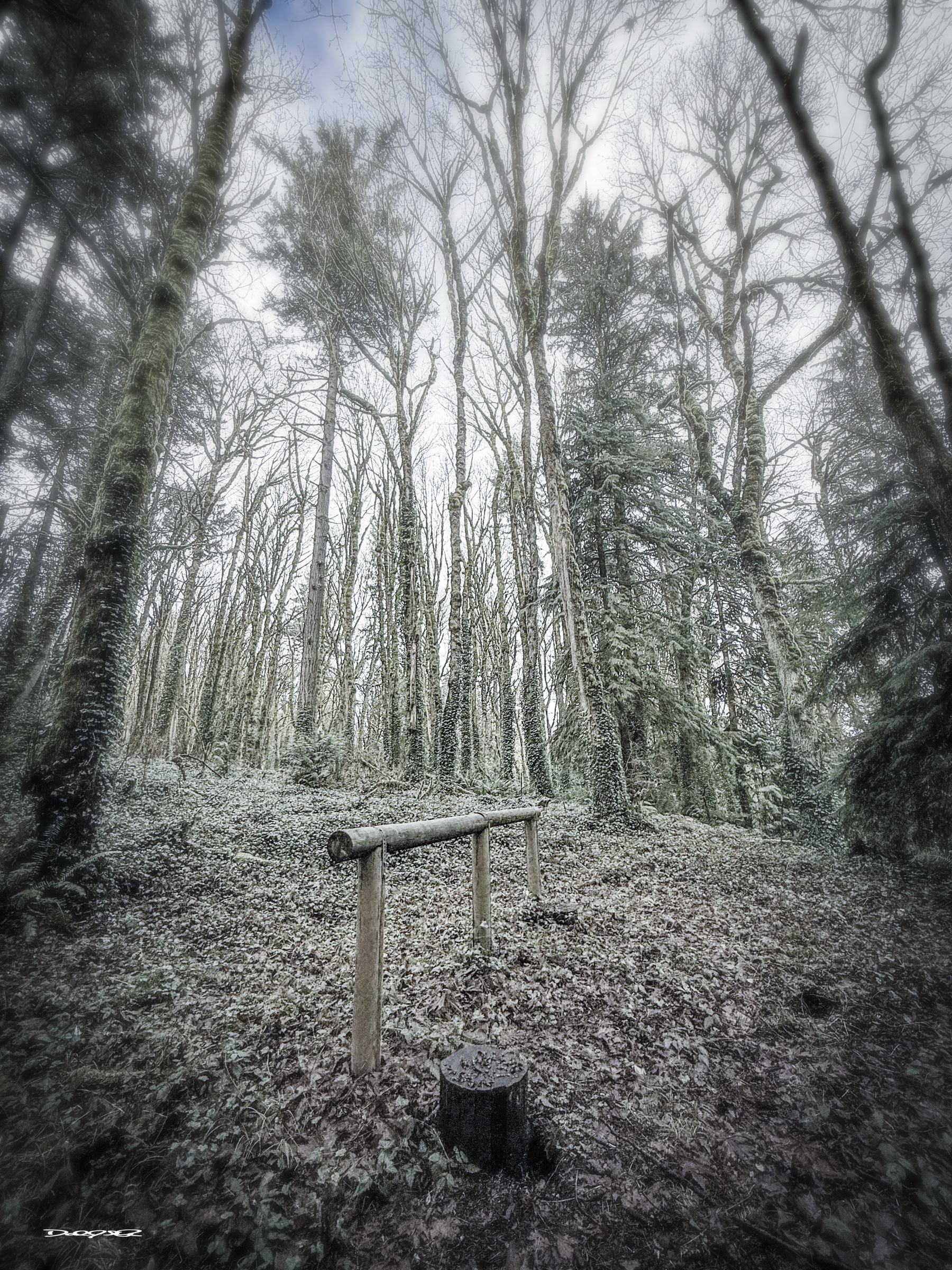 A hitching post in a Pacific Northwest forest with no horse.