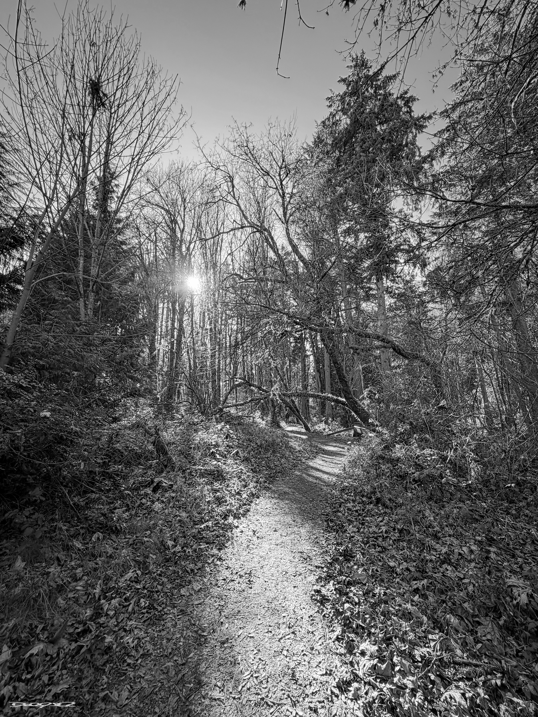 A winding path cuts through a forest illuminated by sunlight filtering through the trees.