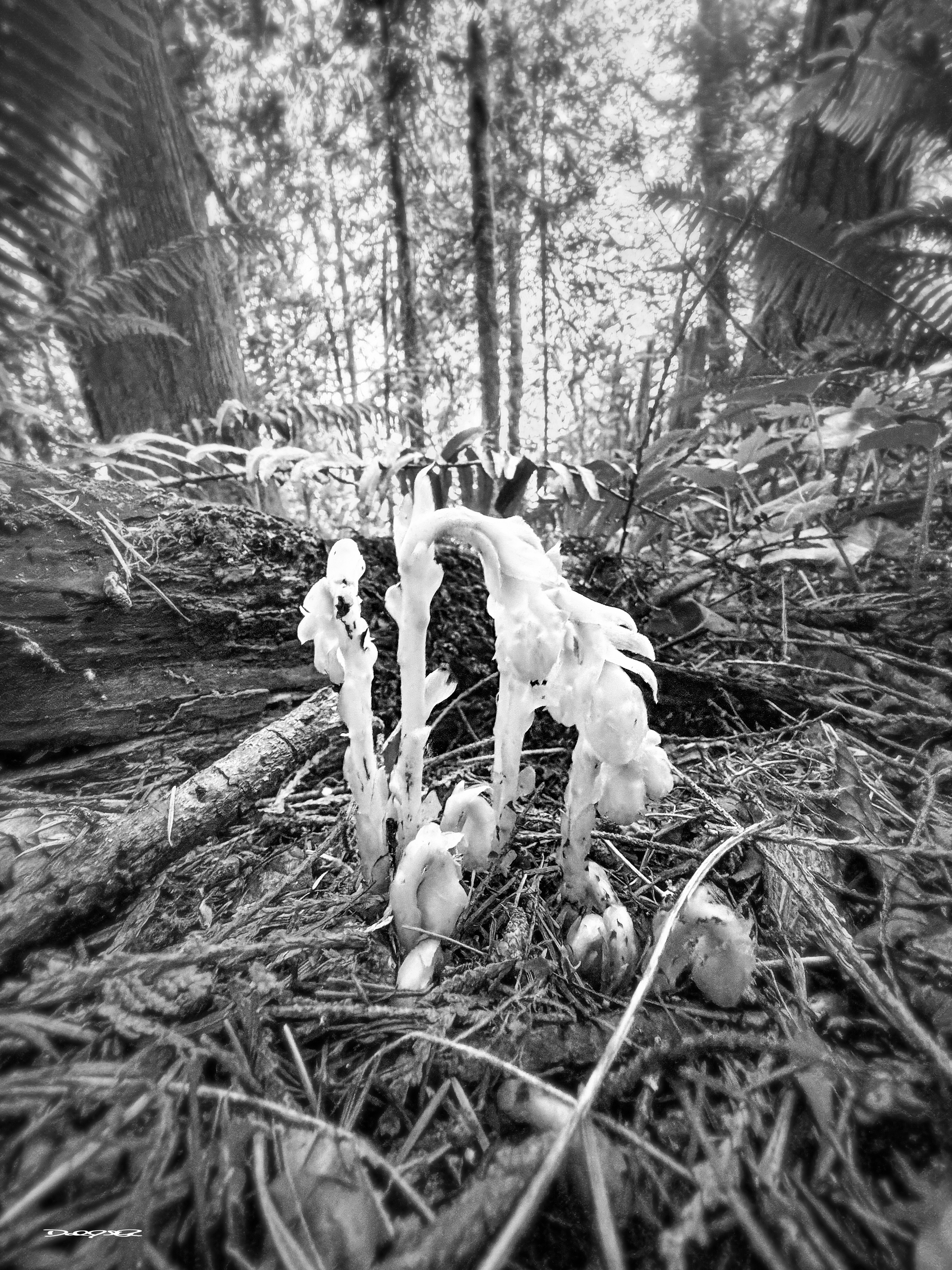 Monotropa uniflora, commonly known as ghost pipe or Indian pipe, is a unique, parasitic plant that lacks chlorophyll and appears white or pale pink, resembling a pipe or ghost. It gets nutrients indirectly from trees by tapping into the mycorrhizal fungi network, growing in shady forest understories. The plant has a single, bell-shaped flower and is known for its delicate nature, bruising easily to black, and has traditional medicinal uses for pain and anxiety, though it can be poisonous in large quantities.