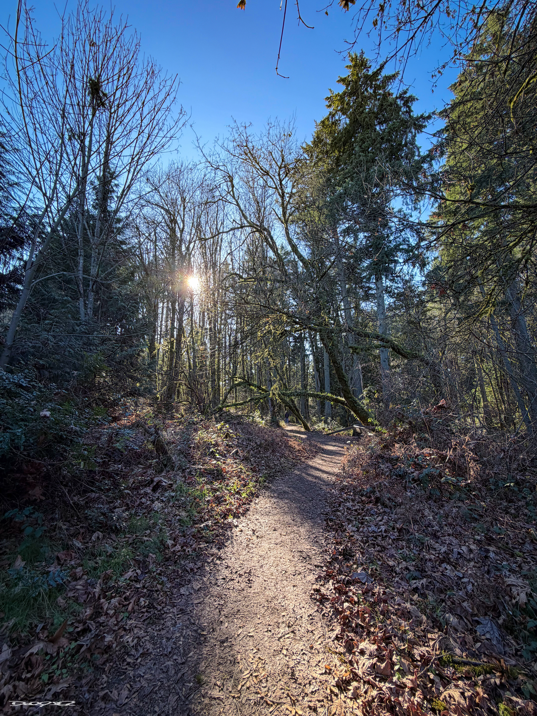 A sunlit forest path surrounded by bare trees and scattered fallen leaves under a clear blue sky.